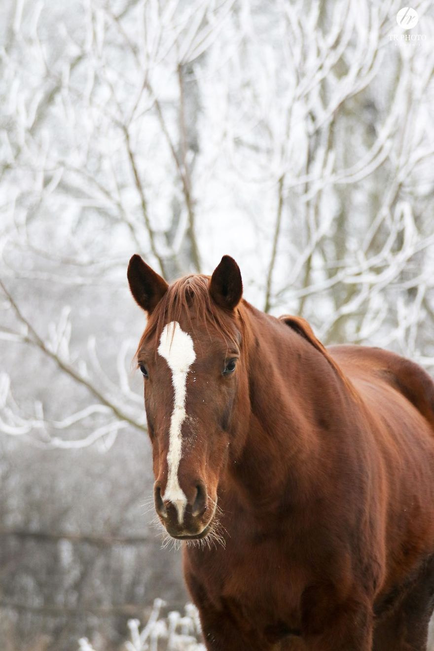 The Last Few Days I Made Of Our Horses Some Winter Pictures