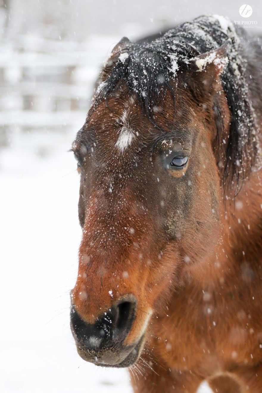 The Last Few Days I Made Of Our Horses Some Winter Pictures