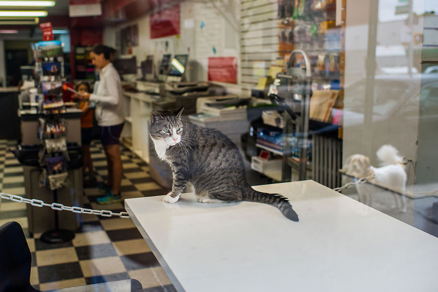 Shop Cats Of New York! Photographer Captures Cats In Shops All Over New York Shop Cats Of New York! Photographer Captures Cats In Shops All Over New York