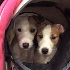 elina_tuliniemi avatar