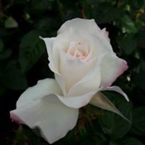 johnsonkisses avatar