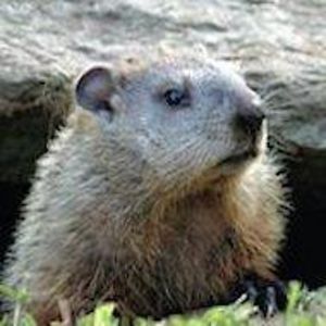 jennie_vandyke avatar