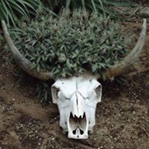 tony_mittermaier avatar