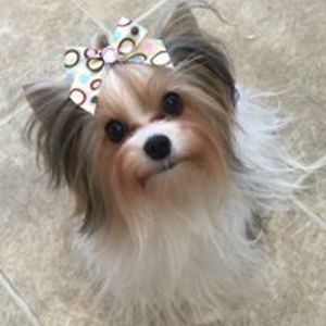 anniepetgrooming avatar