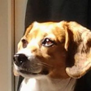 yellowdogdesigns avatar