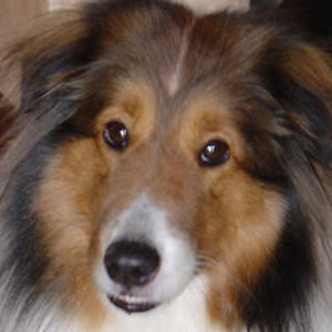 rodolfoartigagochez avatar