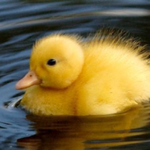 thatfluffyduckling avatar