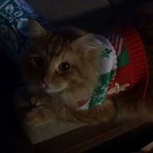 lifeonstoneridge avatar