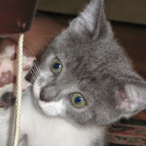 alinatschumakow avatar