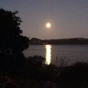 pukeko_nz1950 avatar