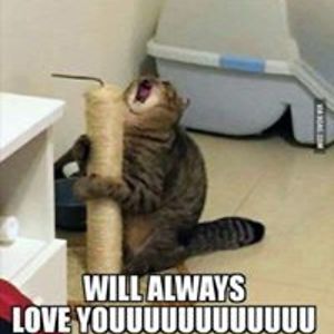 rabih_koolcat avatar