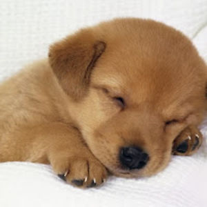 isabellemackinnon_1 avatar