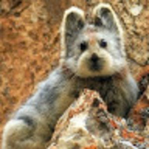 surianimohdidris avatar