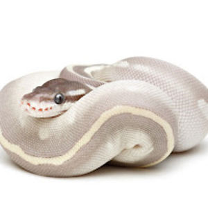 milkshiethebitterteabee avatar