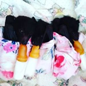 frost_love_bite avatar