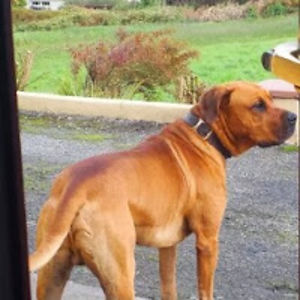 corinnestephan avatar