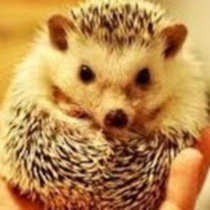 savannahvaughn avatar