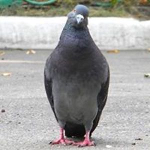 dima_unspoken avatar