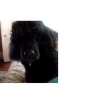 prisonerfreak avatar