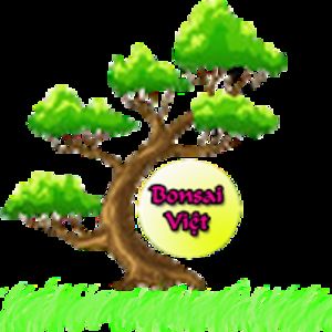 bonsaivit avatar