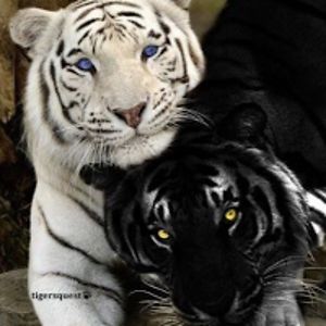 miriellesherman avatar