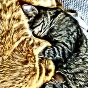 22felinecrystals avatar