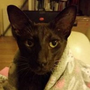 z1gg1_stardust avatar