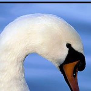 sandyloganc21 avatar