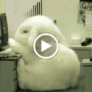 carolinecassano avatar