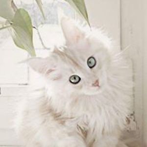 johanne_dagenais avatar