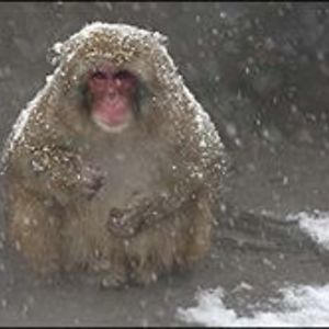 azadeh_fartash avatar