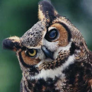 michellecarlson avatar