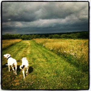 sunshinestacey avatar