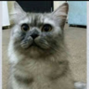 khalidabadriana avatar