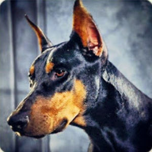 sebastianrocambolesc avatar