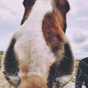 sanne_oudshoorn avatar