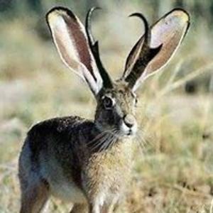 pyrogator1970 avatar