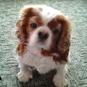 mcgrelamcgrela avatar