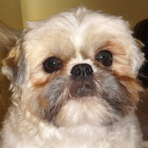 jerijahnsglitterqueen99 avatar