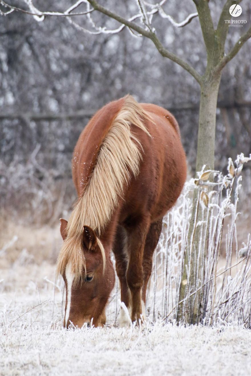 The Last Few Days I Made Of Our Horses Some Winter Pictures