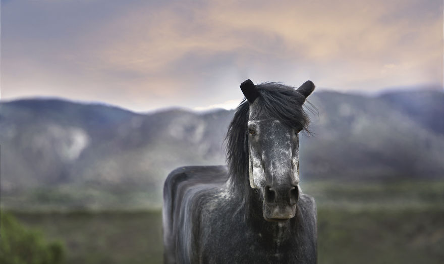 I Changed The Shapes Of Animals Into Cubes (20+ Pics)