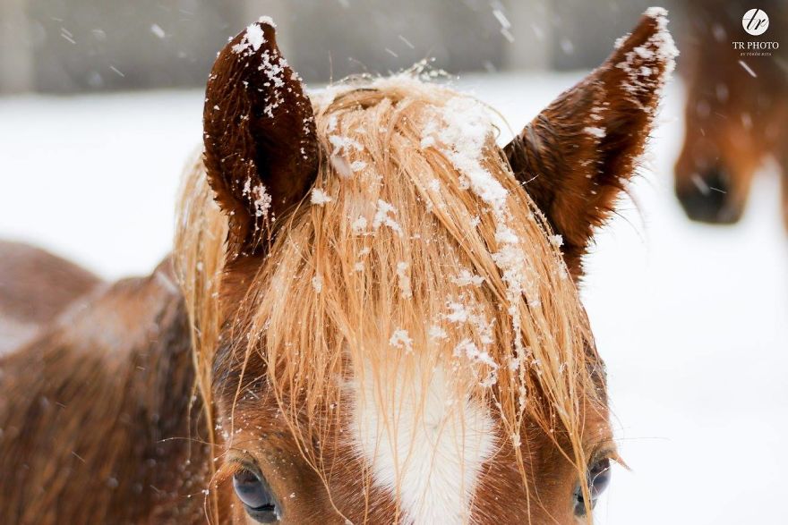The Last Few Days I Made Of Our Horses Some Winter Pictures