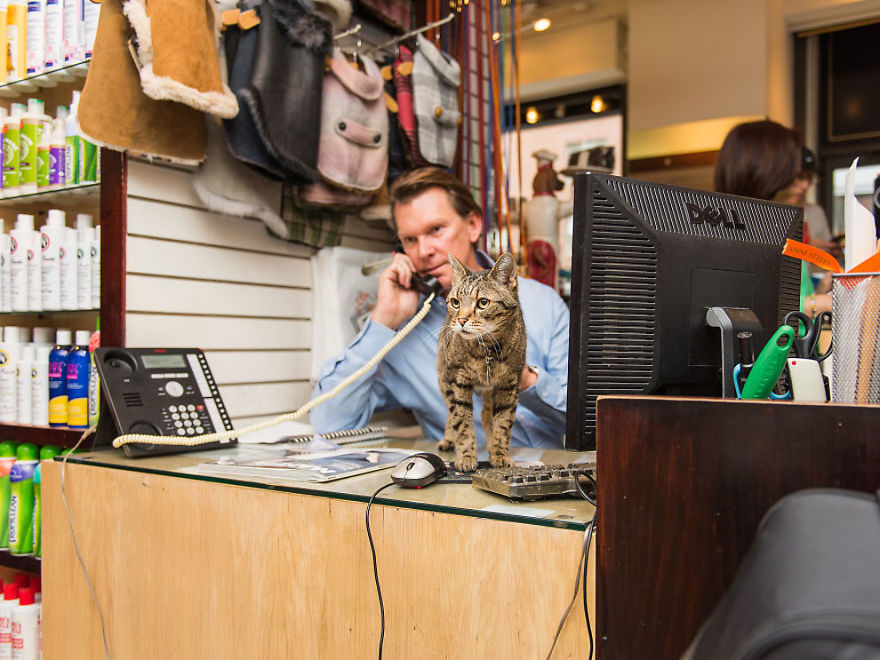 Shop Cats Of New York! Photographer Captures Cats In Shops All Over New York Shop Cats Of New York! Photographer Captures Cats In Shops All Over New York