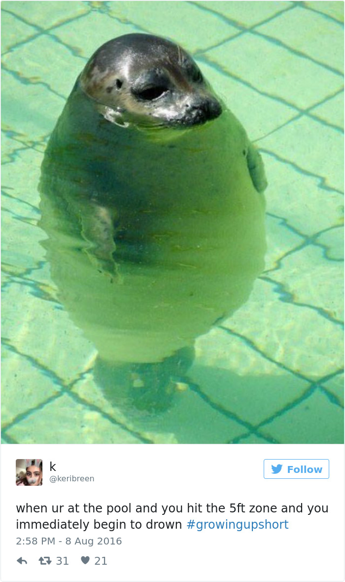 Seal in swimming pool appears submerged, illustrating short people problems with deep water.