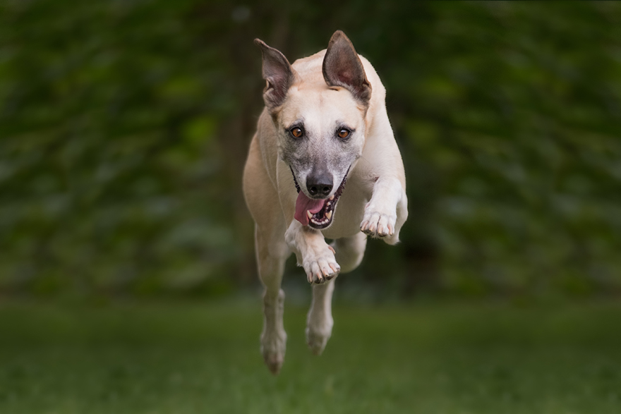 How I Turned My Camera-Shy Rescue Dog Into A Confident Photo Model