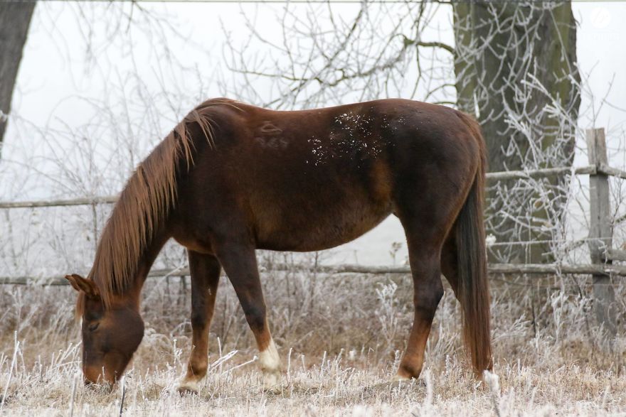 The Last Few Days I Made Of Our Horses Some Winter Pictures