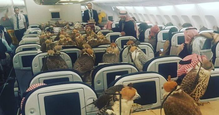 Someone Just Bought 80 Plane Seats For His 80 Falcons, And The Internet Is Freaking Out