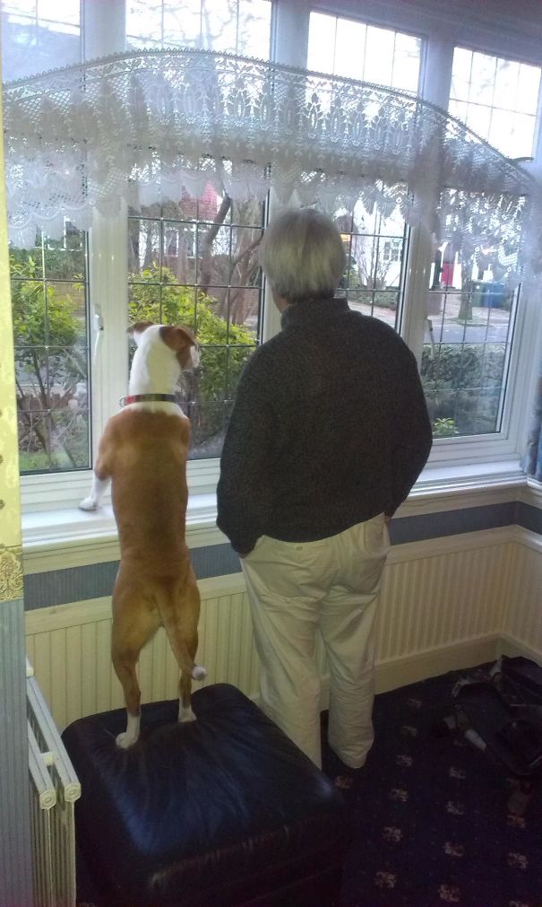 Took My Dad 4 Years Of Convincing To Get Us A Dog ... Now They're Both Posing For Photos Together
