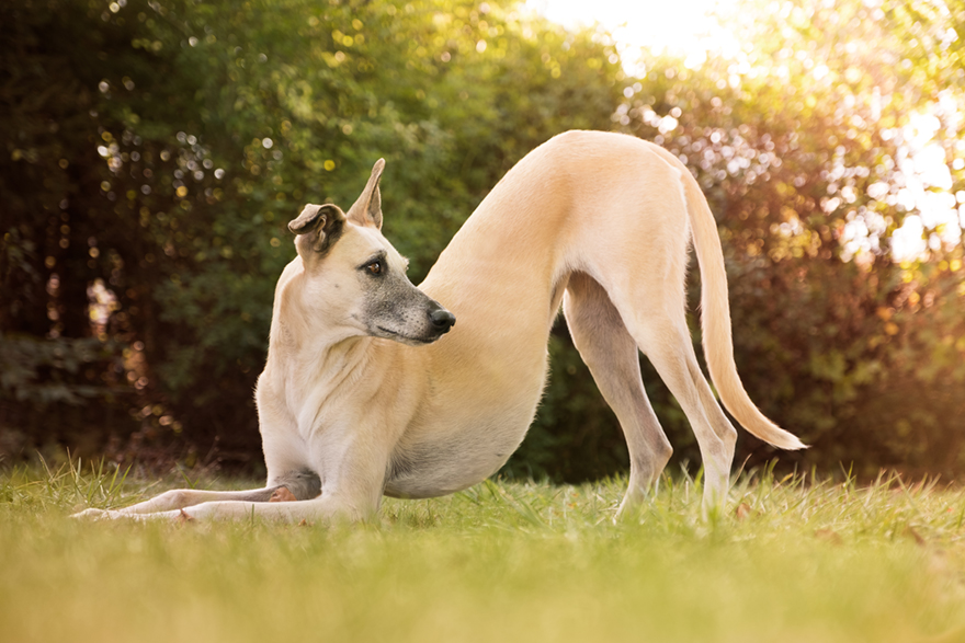 How I Turned My Camera-Shy Rescue Dog Into A Confident Photo Model
