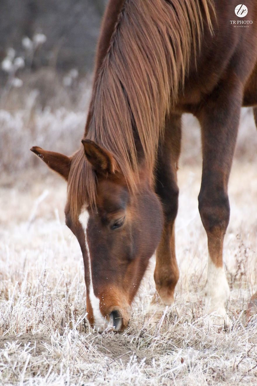 The Last Few Days I Made Of Our Horses Some Winter Pictures